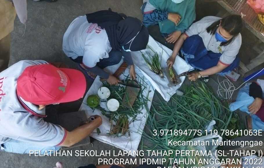 Kementerian Pertanian (Kementan) menggelar kegiatan Sekolah Lapang program IPDMIP di Daerah Irigasi Takkalasi, Kecamatan Maritengngae, Kabupaten Sidenreng Rappang, Sulawesi Selatan.