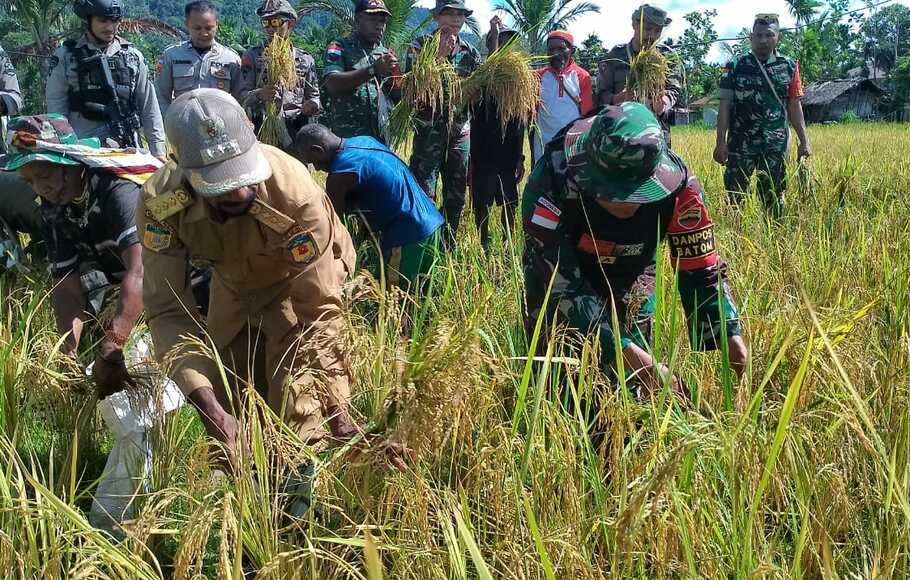 Satgas Pamtas Yonif 126/KC Pos Batom membantu masyarakat memanen padi di Kampung Batom, Distrik Batom, Kabupaten Pegunungan Bintang, Selasa 5 Juli 2022