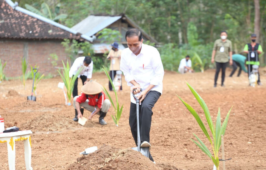Presiden Jokowi pada pencanangan penanaman kelapa genjah di Desa Sanggang, Kecamatan Bulu, Sukorharjo, Kamis 11 Agustus 2022.