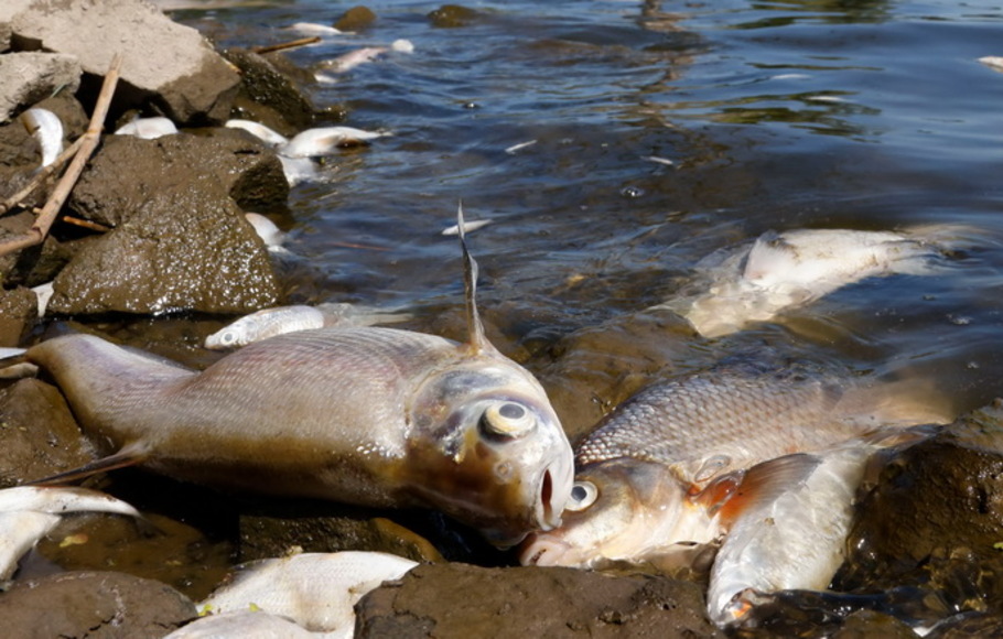 Ikan mati ditemukan di tepi sungai Oder di Schwedt, Jerman timur, pada Jumat 12 Agustus 2022, setelah bencana lingkungan di negara bagian timur Brandenburg, dekat perbatasan dengan Polandia.