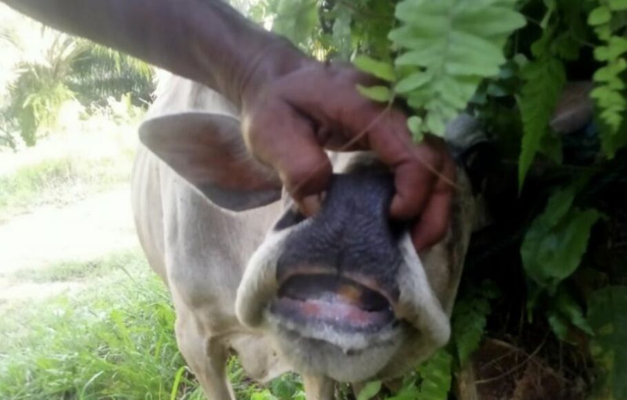 Salah satu hewan ternak sapi yang terinfeksi virus PMK di Kabupaten Siak, Provinsi Riau. Saat ini sudah 284 yang terinfeksi tersebut di 10 kecamatan di Siak.  
