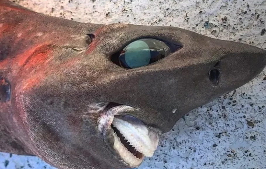 Versi pemotongan dari foto hiu laut dalam oleh pengguna Facebook dan nelayan Trapman Bermagui pada Senin 12 September 2022. Foto tersebut memicu diskusi tentang jenis spesies hiu tersebut.