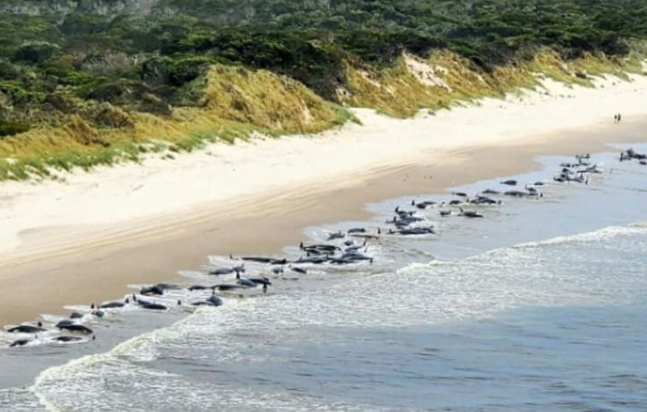 Ratusan paus pilot tampak terdampar di pantai Australia dengan penyebab yang masih belum sepenuhnya dipahami.