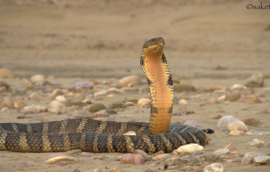 Ilustrasi ular kobra.