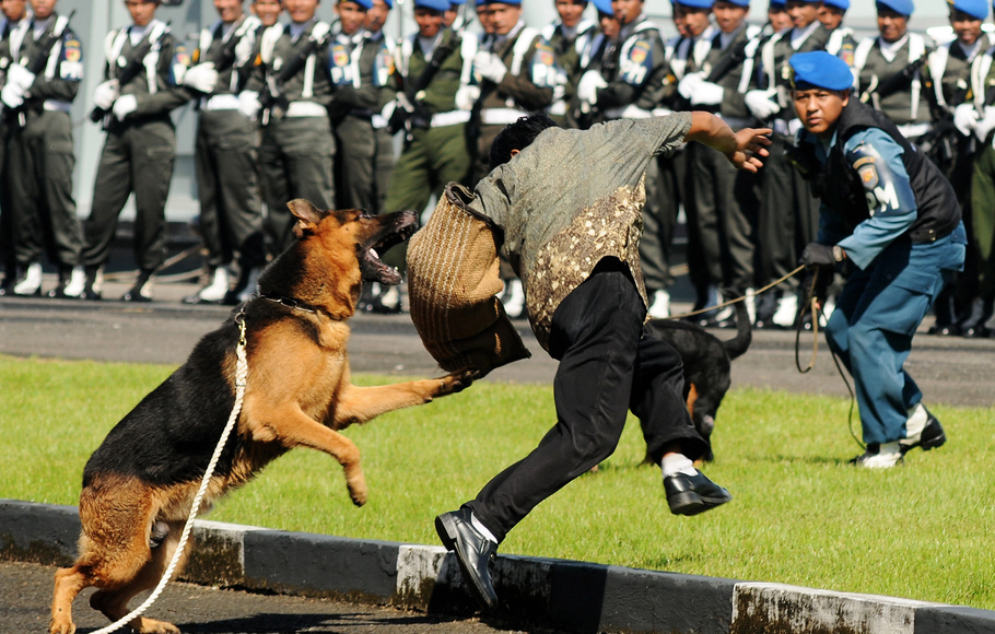 Anjing polisi