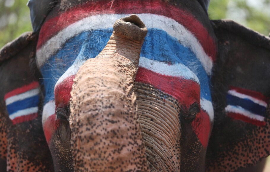 Gajah Thailand yang dicoreng cat bendera Thailand.
