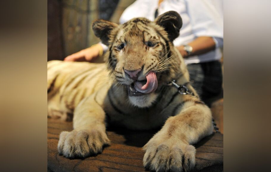 Harimau Putih Bali Zoo Lahirkan Kembar Tiga