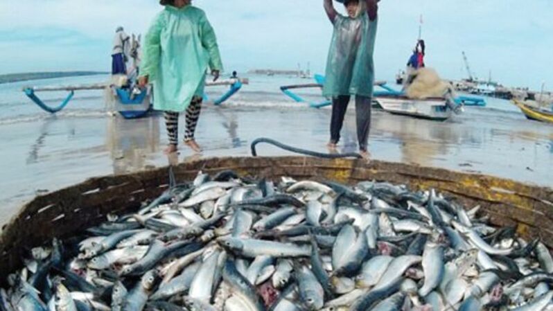 Konsumsi Ikan Masyarakat Jabar Harus Ditingkatkan Investorid
