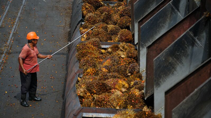 Pekerja sedang mengatur kelapa sawit ( Foto: AFP / Mohd RASFAN )