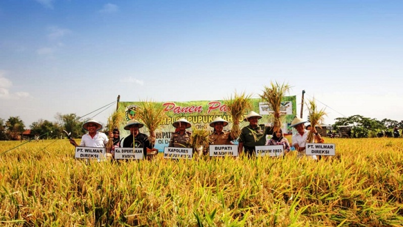 Dalam panen perdana yang digelar di Kecamatan Sukolilo, Madiun Senin (4/11) lalu, terbukti penggunaan Pupuk Mahkota mampu meningkatkan produksi sekitar 11-20% per ha.  