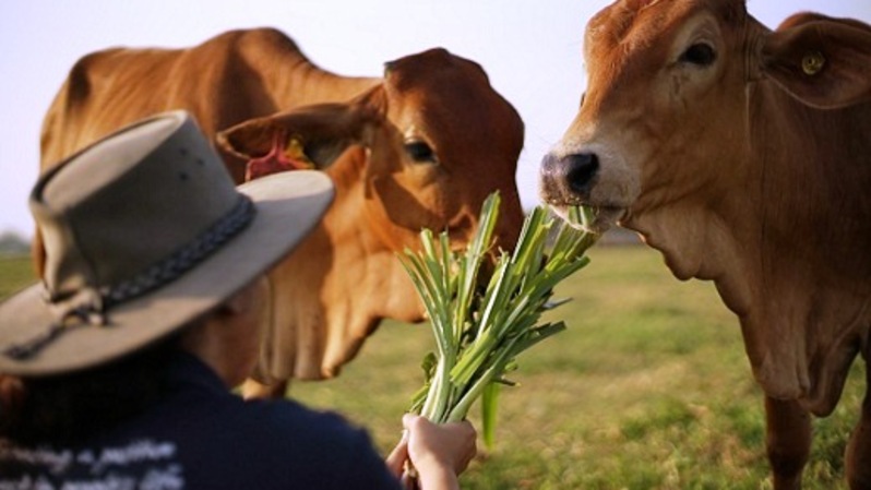 PT Great Giant Livestock menghadirkan daging sapi berkualitas dengan brand Bonanza Beef pineapple-fed Beef.
