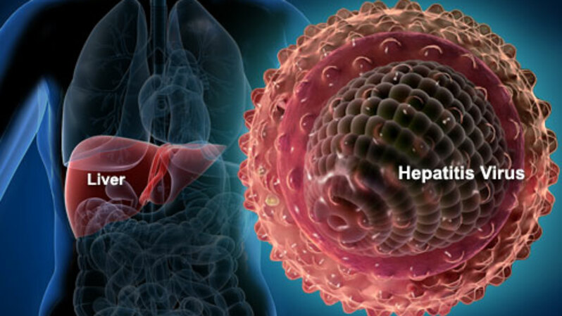Ilustrasi Virus hepatitis A menginfeksi organ manusia