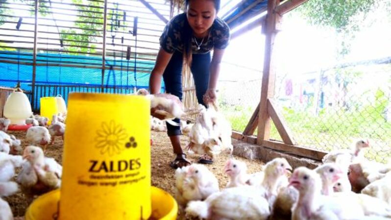Peternak ayam memilih ayam yang akan dipotong di sebuah peternakan di Babakan Pocis, Tangerang Selatan. Foto ilustrasi: BeritaSatu Photo/Mohammad Defrizal
