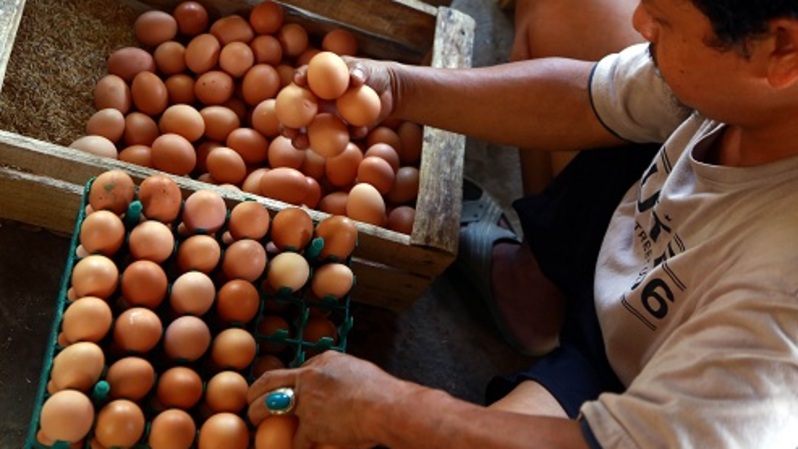 Peternak memilah telur ayam ras di sebuah peternakan ayam di Gunung Sindur, Bogor, Jumat (9/10/2020).