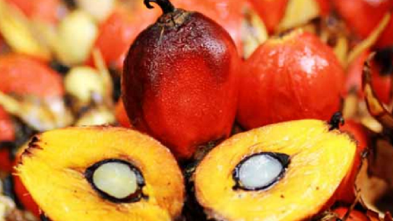 Tandan buah segar (TBS) kelapa sawit. Foto: Laporan tahunan PT Bakrie Sumatera Plantations Tbk.