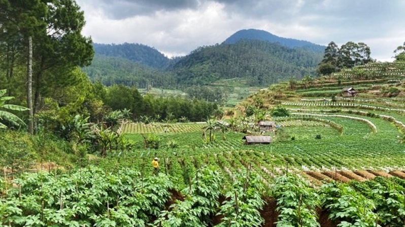 Bentang alam pertanian di Hutan Ciwidey, Jawa Barat. Foto:  Food and Agriculture Organization (FAO)
