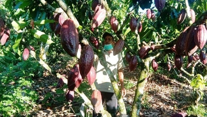 Petani coklat. Foto ilustrasi: beritadaerah.co.id