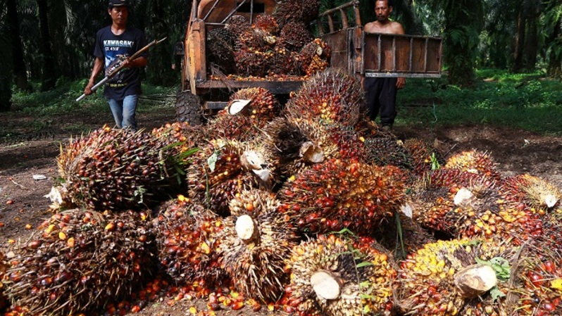 Petani mengumpulkan buah sawit di perkebunan kelapa sawit di Bogor, Jawa Barat, beberapa waktu lalu. Foto ilustrasi:  BeritaSatu Photo/Mohammad Defrizal