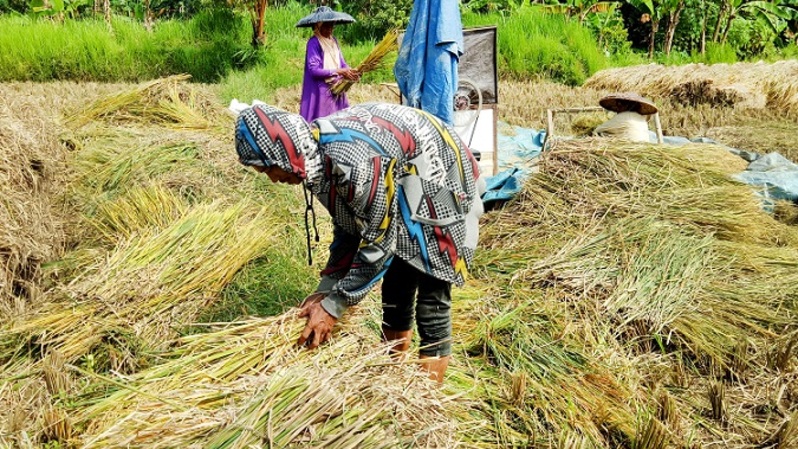 Petani memanen padi di desa Rumpin, Bogor, Jawa Barat. Foto ilustrasi: Beritasatu Photo/Uthan AR