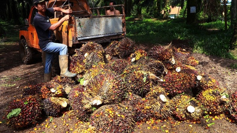 Petani usai memanen kelapa sawit di Bogor, Jawa Barat, belum lama ini. Foto: BeritaSatu Photo/Mohammad Defrizal