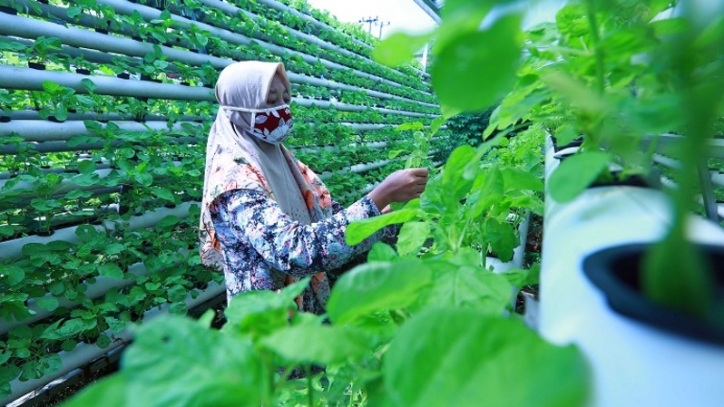 Petani merawat tanaman bayam yang menggunakan metode hidroponik di Serua Farm, Bojongsari, Depok, Jawa Barat, Minggu (20/6/2021). Foto: BeritaSatu/Mohammad Defrizal