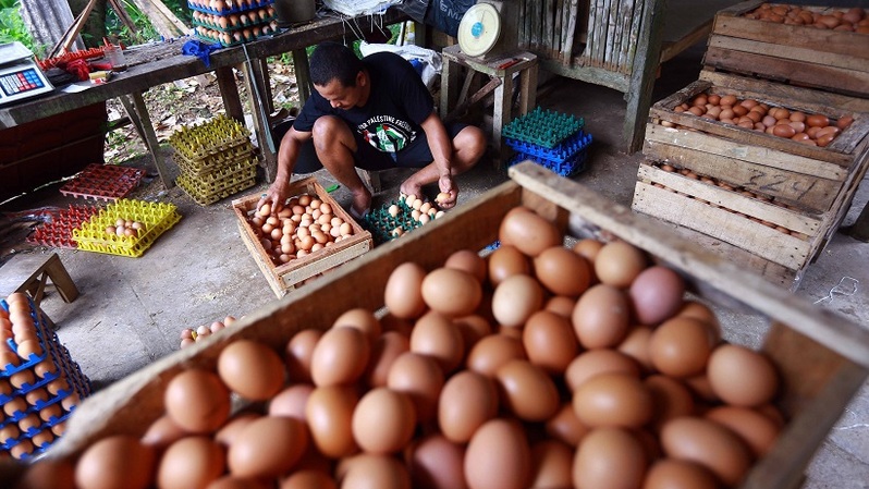 Peternak mengumpulkan telur ayam di sebuah peternakan ayam petelur di Desa Pengasinan, Gunung Sindur, Kabupaten Bogor, Jawa Barat, Selasa (22/6/2021).  Foto ilustrasi: BeritaSatu Photo/Mohammad Defrizal