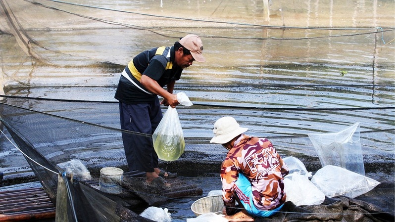 Petani pembudidaya ikan hias beraktivitas di Setu Malangnengah, Ciseeng, Kabupaten Bogor, Jawa Barat. Foto ilustrasi:  Beritasatu Photo/Uthan AR
