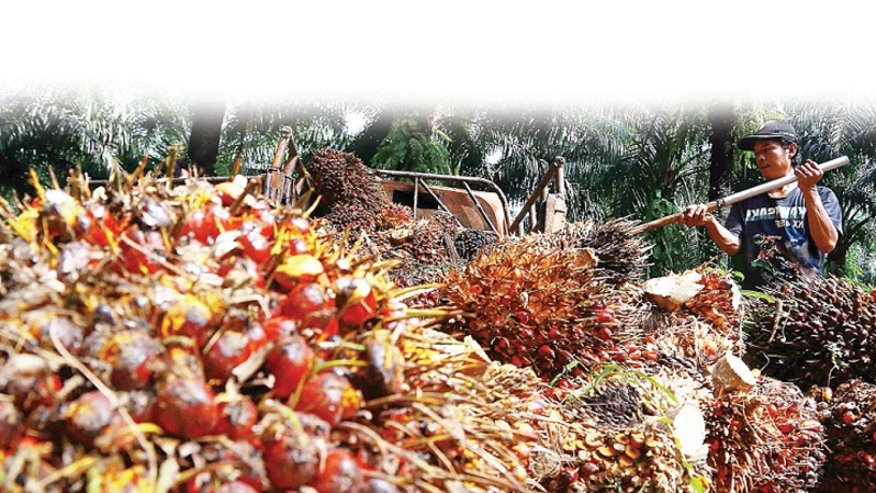 Kebun sawit. Foto ilustrasi: Beritasatu Photo/Defrizal