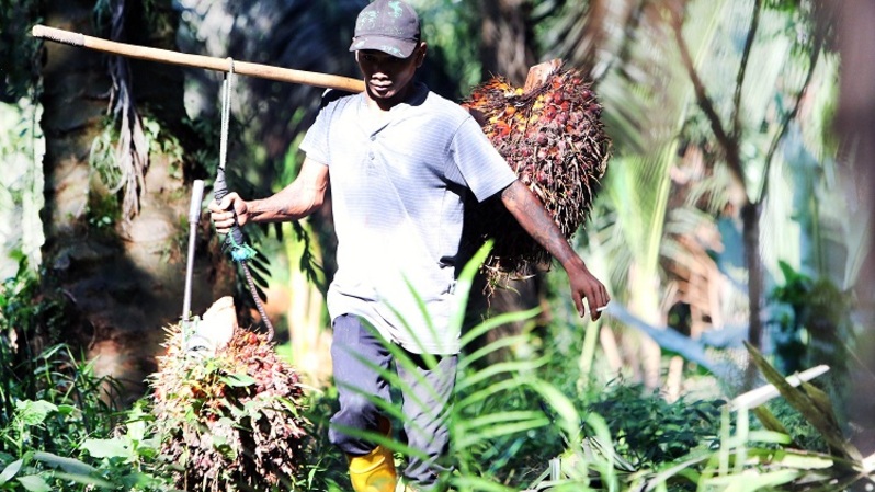 Petani kelapa sawit memetik tandan buah sawit di perkebunan kelapa sawit milik PTPN VIII di Cimulang, Kabupaten Bogor. Foto ilustrasi:   Beritasatu Photo/Uthan AR 
