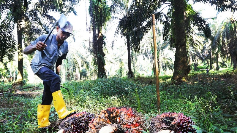 Petani kelapa sawit memetik tandan buah sawit di perkebunan kelapa sawit milik PTPN VIII di Cimulang, Kabupaten Bogor. Foto ilustrasi:   Beritasatu Photo/Uthan AR 
