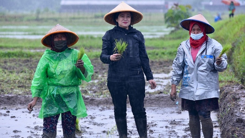Ketua DPR Puan Maharani tanam padi bersama petani Sleman