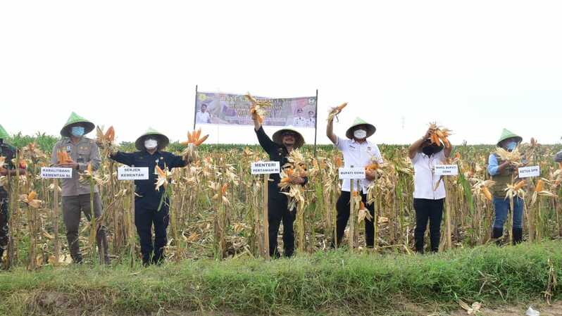 Mentan Syahrul Yasin Limpo pada acara panen jagung dengan produktivitas 6 ton perhektar bersama Bupati Gowa di Desa Katangka, Kecamatan Bontonompo, Kabupaten Gowa pada hamparan seluas 250 hektar, Minggu 28 November 2021. (Foto: Dok. Kementan)