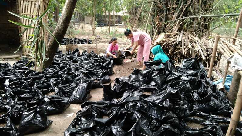 Petani binaan Perempuan Tani Harapan Rakyat (Pertahara) sedang mempersiapkan bibit jahe.