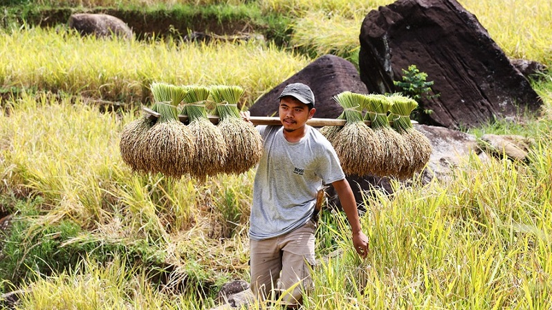 Petani sedang mengangkut padi saat panen di desa Malasari, Bogor, Jawa Barat, Rabu (5/1/2022).  Foto ilustrasi: Beritasatu Photo/Uthan AR