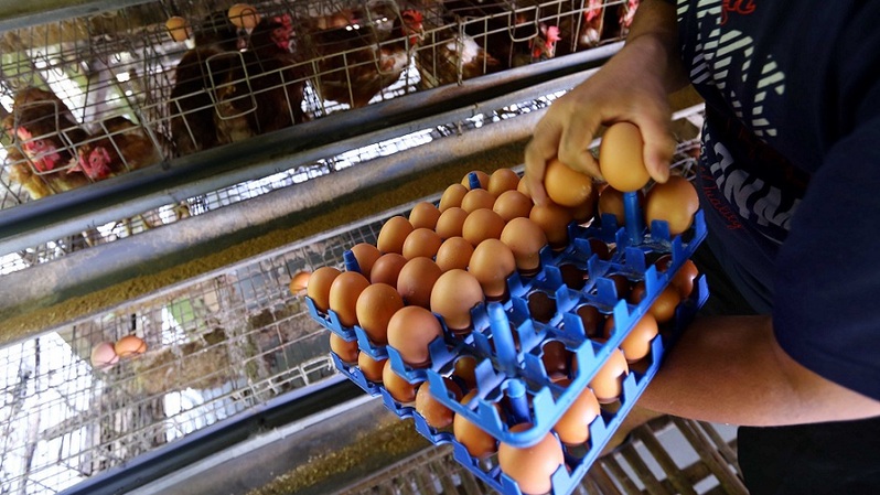 Peternak mengumpulkan telur  ayam di peternakan ayam ras petelur  di Serpong, Tangerang selatan, Banten.  Foto ilustrasi:  BeritaSatu Photo/Mohammad Defrizal