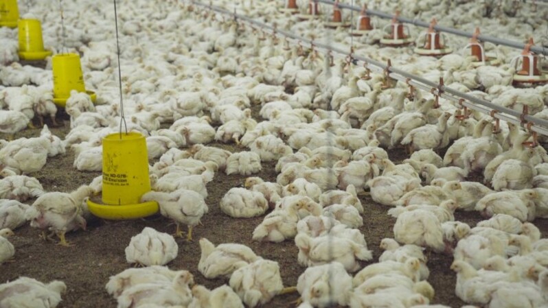 Resto Cepat Saji Jangan Abaikan Prinsip Kesejahteraan Ayam Ternak