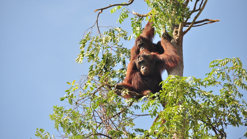 Teladan Prima Agro (TPA) berhasil menekan konflik orangutan dengan manusia hingga 98,5% di kawasan perkebunan perseroan. 