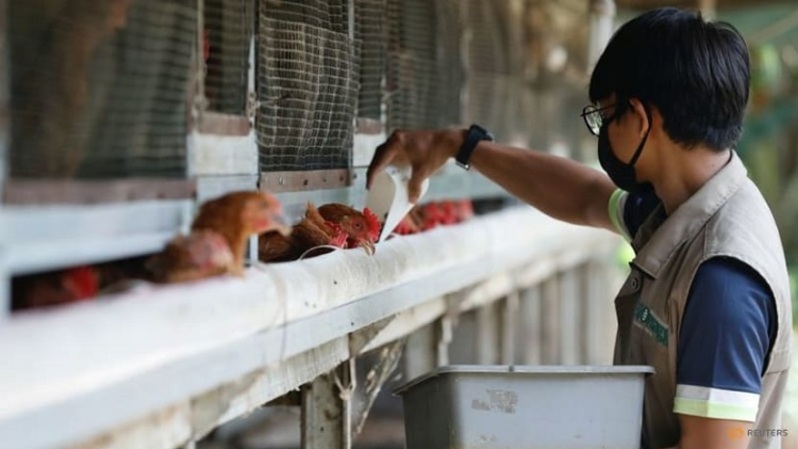 Seorang pekerja memberi makan ayam dengan belatung di kantor Biomagg di Depok pada 23 November 2021. (FOTO: REUTERS/Ajeng Dinar Ulfiana)