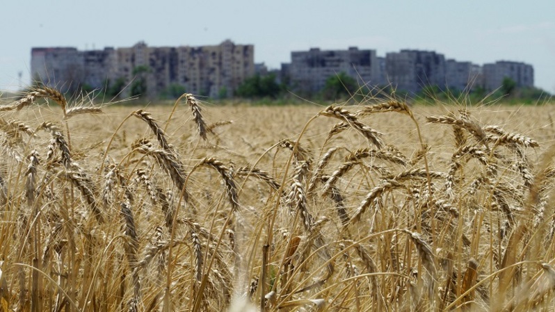 Ladang gandum dekat Mariupol, Donetsk terlihat pada 15 Juli 2022 di tengah aksi militer Rusia yang sedang berlangsung di Ukraina. (FOTO: STRINGER / AFP)