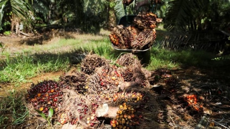 Tandan buah segar (TBS) pohon kelapa sawit dipanen di perkebunan kelapa sawit Kuala Selangor, Malaysia pada 26 April 2022. (FOTO: REUTERS/Hasnoor Hussain)