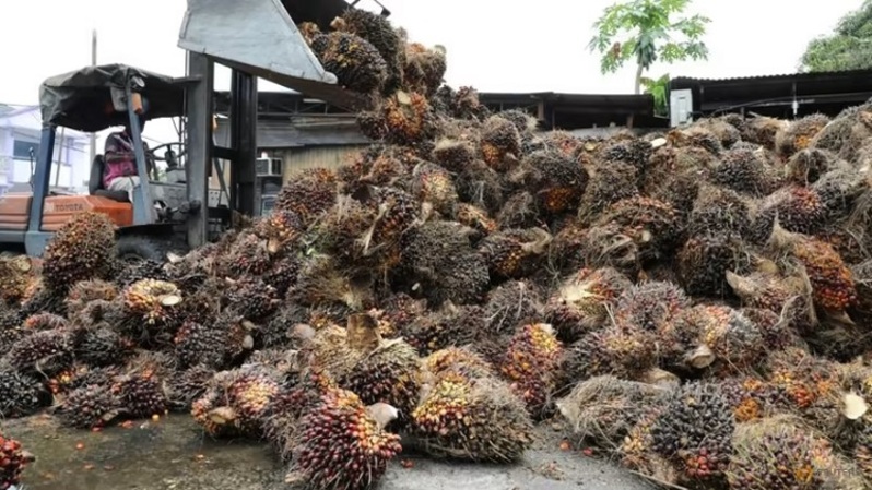 Seorang pekerja membongkar tandan buah kelapa sawit di sebuah pabrik di Tanjung Karang, Malaysia pada 14 Agustus 2020. (Foto: REUTERS/Lim Huey Teng/Files)