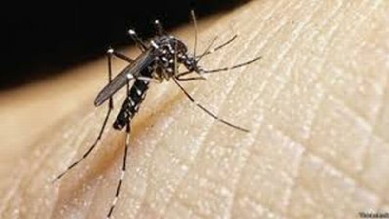 Nyamuk Aedes Aegypti pembawa berbagai virus termasuk DBD, cikungunya hingga virus zika. Foto ilustrasi: bbc.com