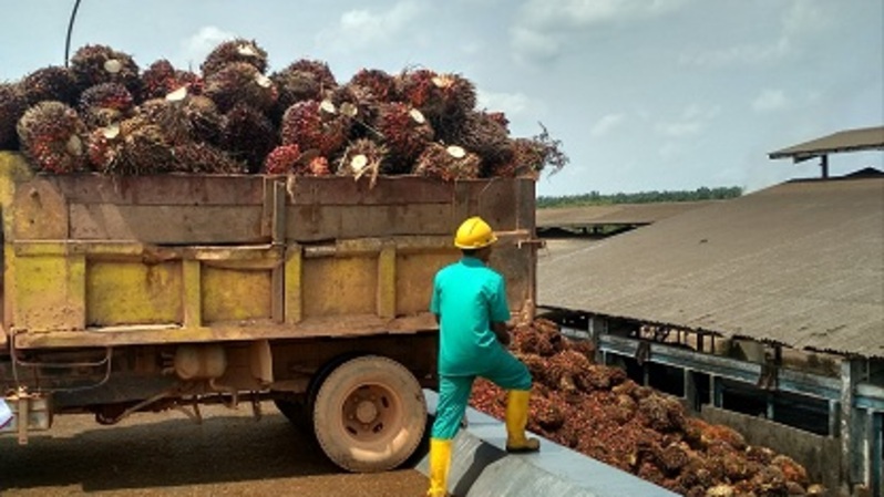 Panenan sawit siap diproses di pabrik. Foto ilustrasi: Investor Daily/Gora Kunjana
