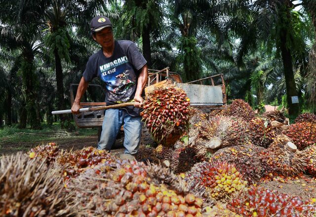 Jokowi Asks Muhyiddin to Join Fight against EU's Discriminatory Palm Oil Policies