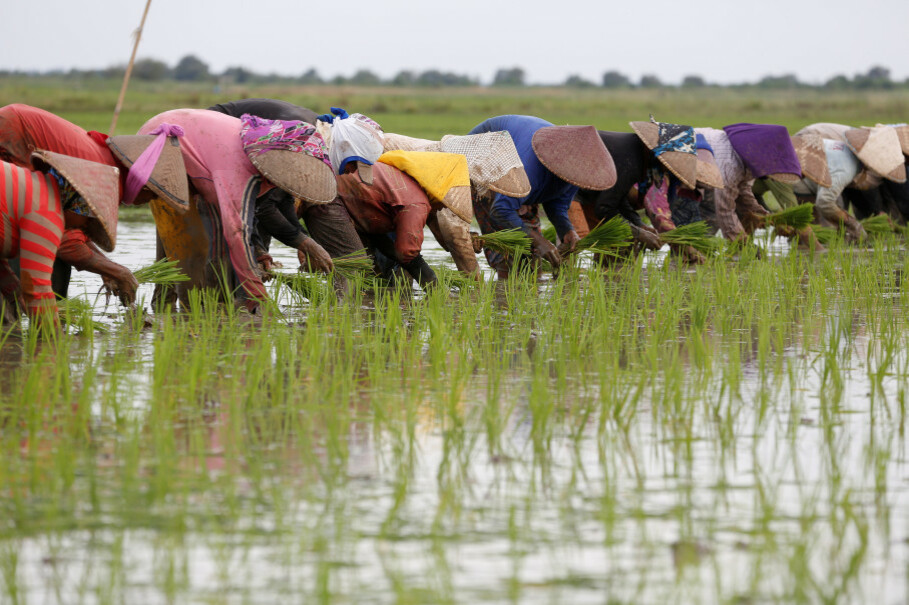Farmers plant rice close to the Citarum River near Muara Gembong. (Reuters Photo/Darren Whiteside)