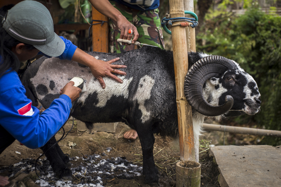 Worth even hundreds of millions of rupiah, fighting rams require careful grooming. (JG Photo/Yudha Baskoro)