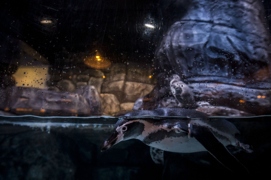 Humboldt penguins, which are native to the coastal areas of Chile and Peru, seen in their habitat near the restaurant at the Jakarta Aquarium. (JG Photo/Yudha Baskoro)