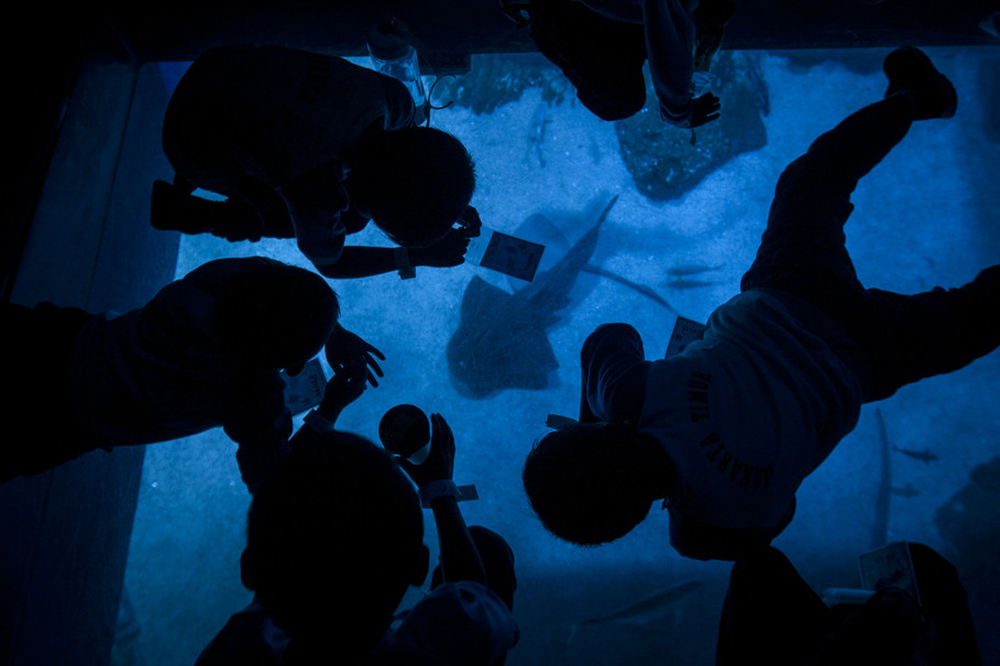 Children watching an angel shark through a glass floor at the Jakarta Aquarium. Angel sharks occur worldwide in temperate and tropical seas. (JG Photo/Yudha Baskoro)