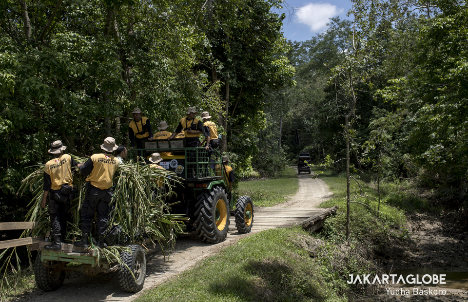 TWNC workers use a tractor and cover the cage with leaves during the trip takes the Sumatran tiger to the TWNC Rescue Center. (JG Photo/Yudha Baskoro)