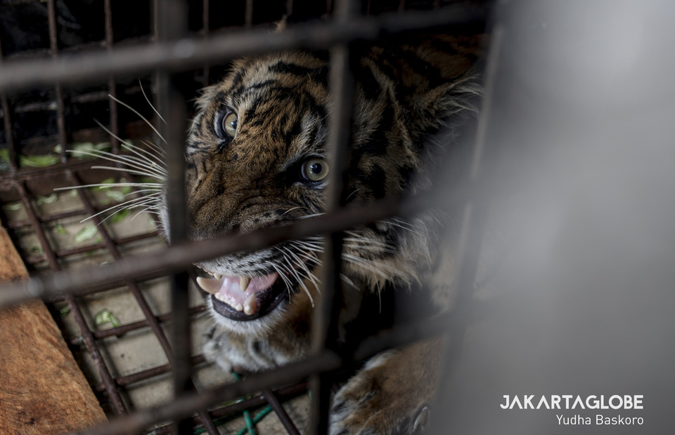 Sumatran Tiger lives inside the boxtraps since it caught in Muara Enim, South Sumatra. (JG Photo/Yudha Baskoro)